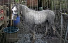 pony found starving