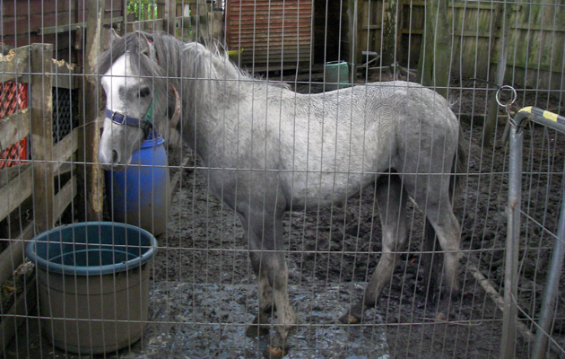 pony found starving