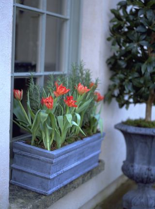 windowbox ideas: tulips