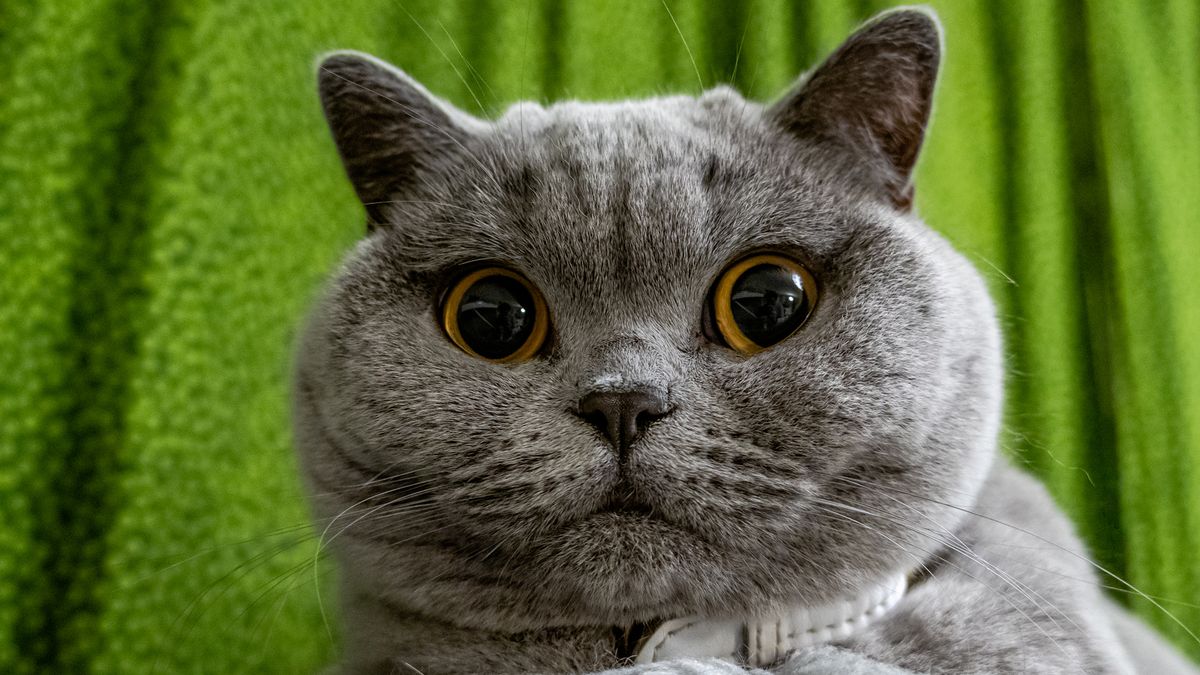 7 weird things cats are scared of