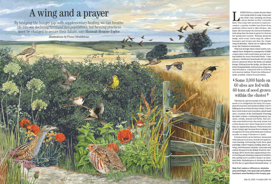 Spreads from Country Life 16 July 2025