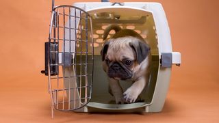 A cute pug coming out of a dog crate