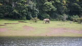 an elephant on the shore at Periyar Reserve in Kerala, India