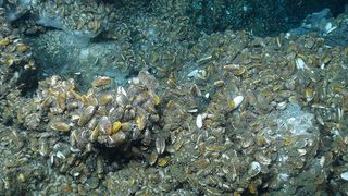 This mussel community was found on flat stretches of the seafloor as well as on rocks rising 1 meter (9 feet) or more off the ocean bottom.