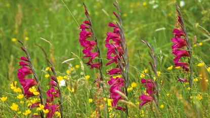 purple flowers of Gladiolus communis subsp. byzantinus