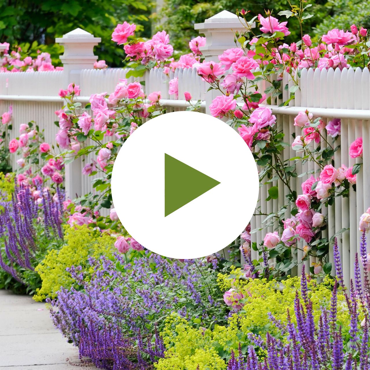 White vinyl fence with roses and assorted perennial plants. 