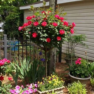 Knock Out® Rose Trees - Cannot Ship to Az