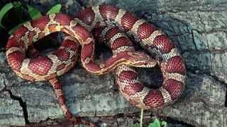 Best exotic pets - red Corn snakes
