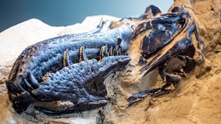 The sediment around the bones had the color of light-colored sand. "The bones were almost dark chocolate black. They're just beautiful," Phipps told Live Science. "These dinosaurs are like art." Here, you can see part of the tyrannosaur's skull and jaw.