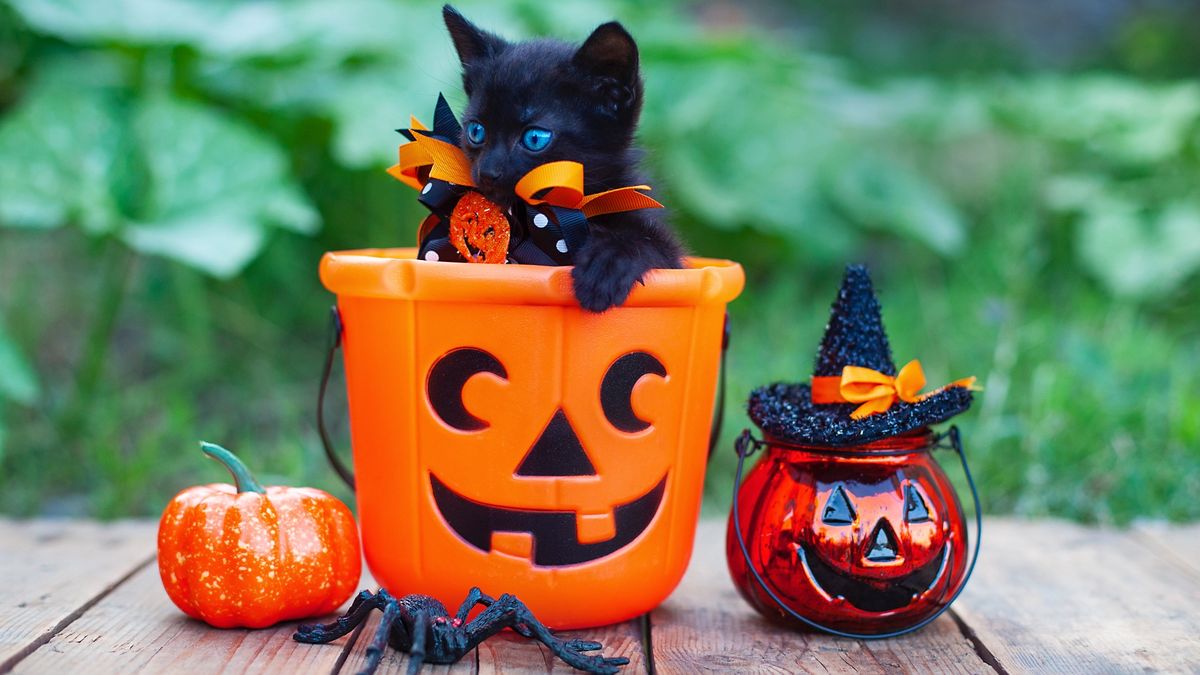 Black kitten sitting inside plastic jack-o-lantern 