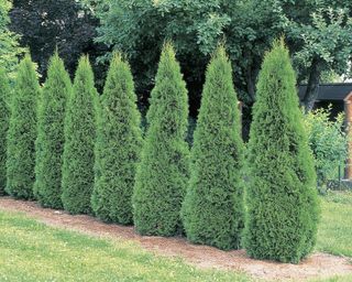Arborvitae (Thuya occidentalis) planted in a row in a backyard