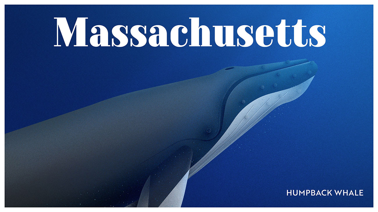 Endangered wildlife posters: Humpback whale