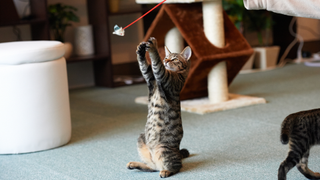 Cat standing on its back legs to catch a teaser toy