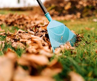 raking up autumn leaves