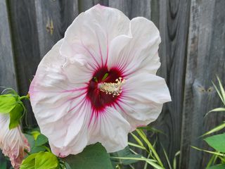 Samsung Galaxy Z Fold 3 camera samples