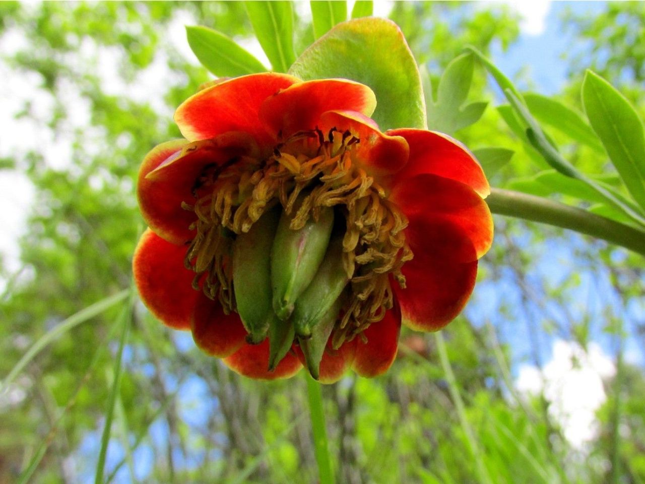 Closeup of a Brown&#039;s peony blossom