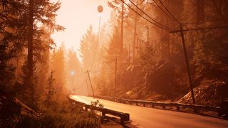 Sun-lit road through pine woods
