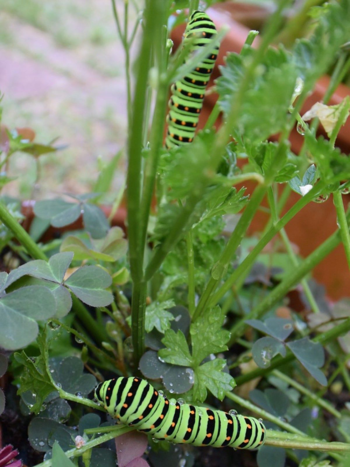 Pests On Potted Plants