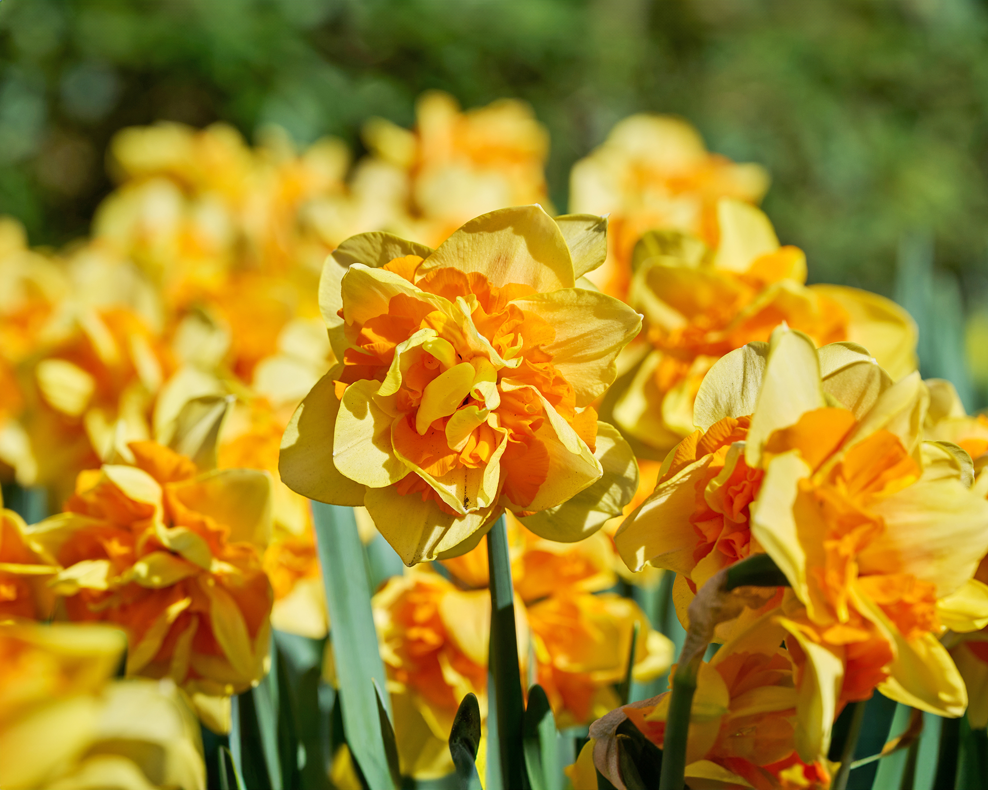 Double daffodils with frilly orange centers