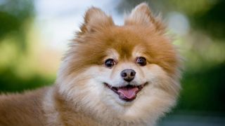 Pomeranian head