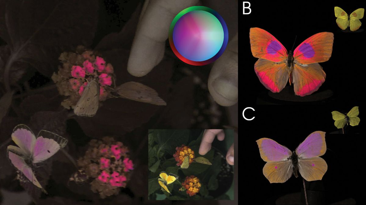 camera that can see how animals see