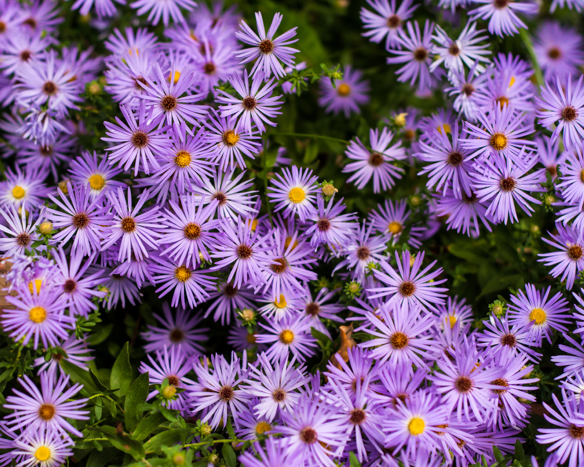 The Fall Aster, also known as the Aromatic Aster, is a native Texas flower with Purple coloring that blooms during the fall.