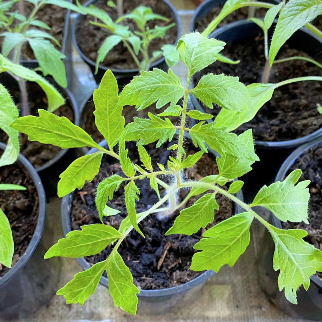 Tomato Propagation By Cuttings - How To Root Tomato Cuttings
