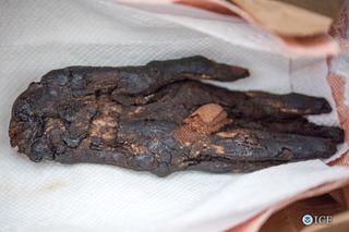 This stolen or looted mummy hand, dating to the eighth century B.C., was brought into the United States from Egypt.