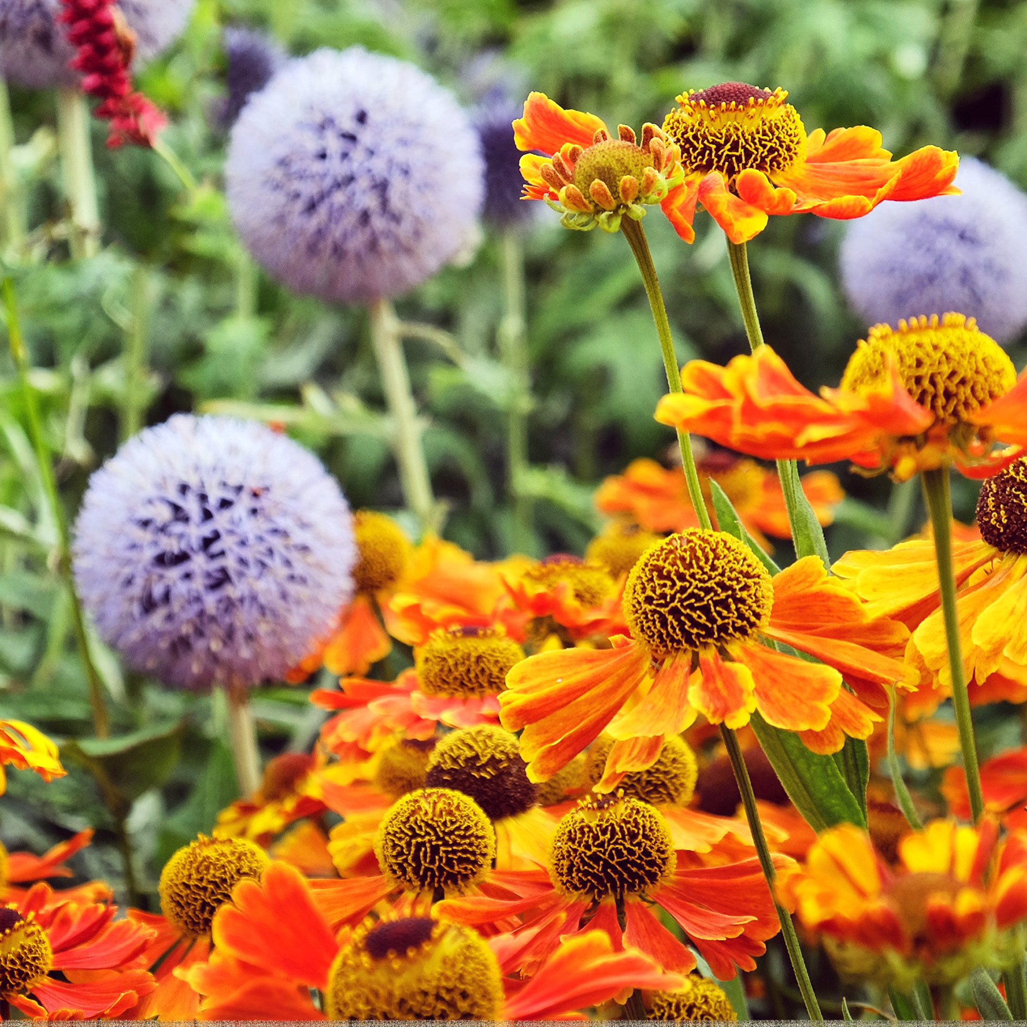 Orange helenium or sneezeweed flowers planted next to lavender-blue globe thistles, or echinops