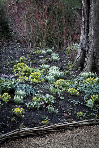 snowdrops