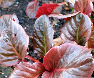 bergenia ‘Eric Smith’ showing winter color foliage