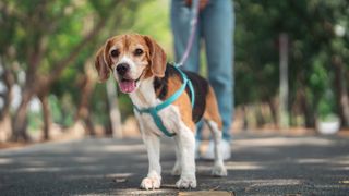 Beagle in harness being walked on a leash