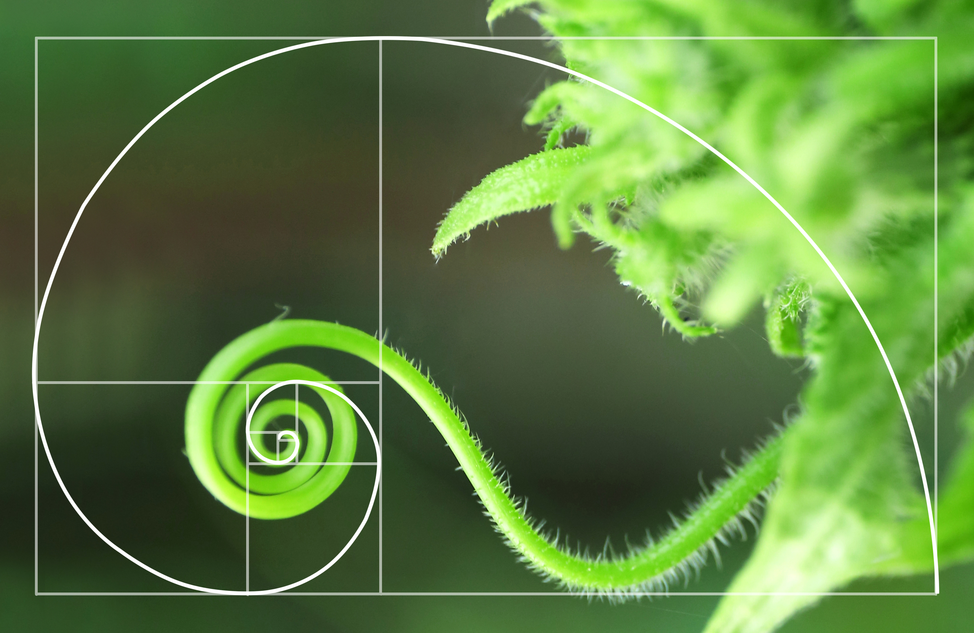 Illustration of spiral arrangement in nature. Golden Ratio concept