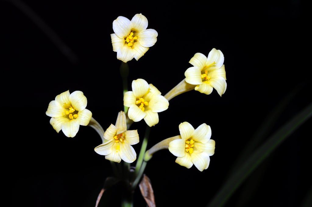 Cyrtanthus Lilies