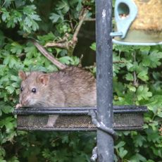 Rat attracted to bird feeder by bird seed