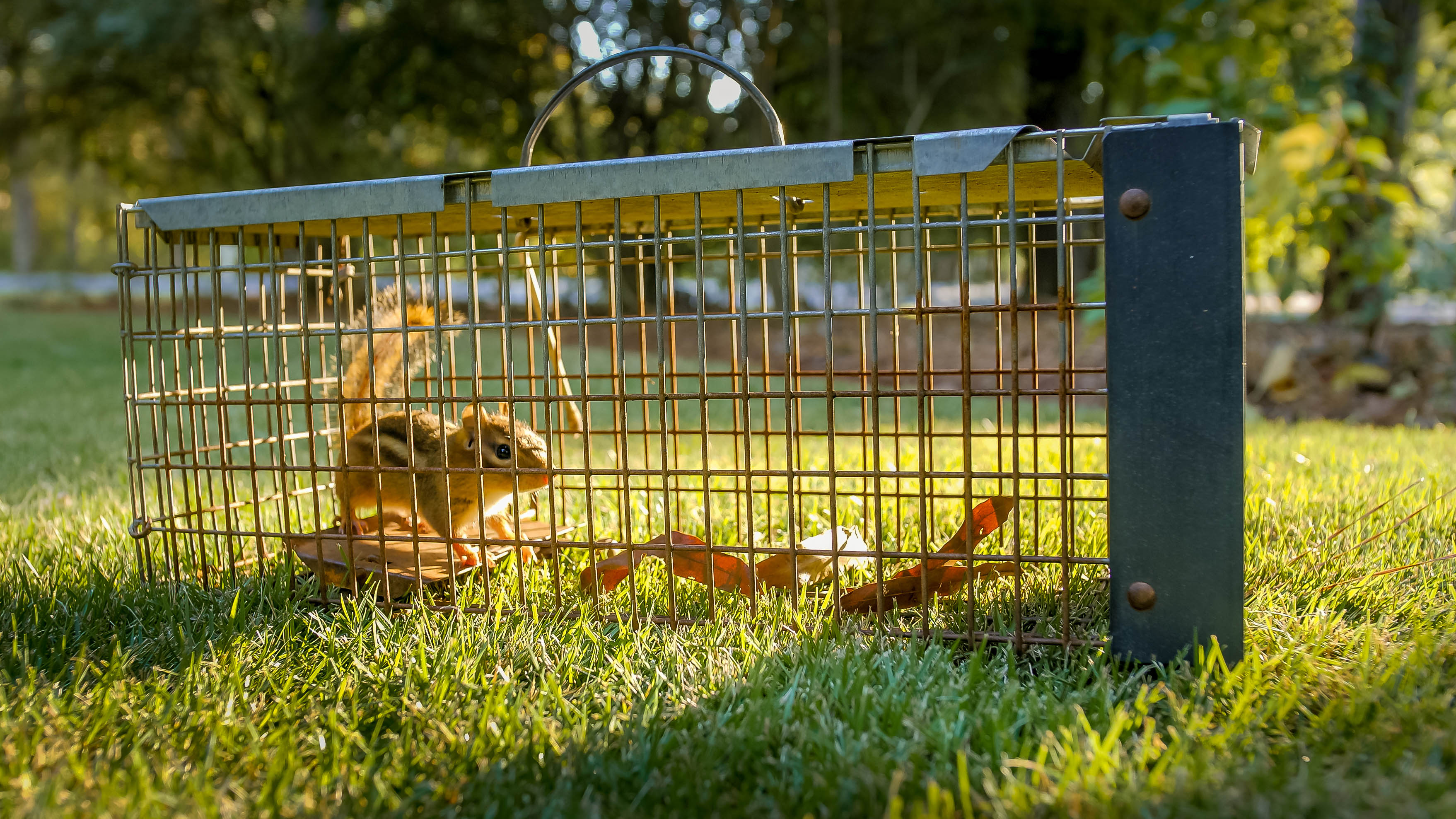 Squirrel in a live trap