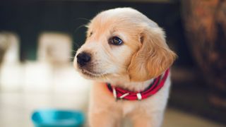 Puppy wearing a collar