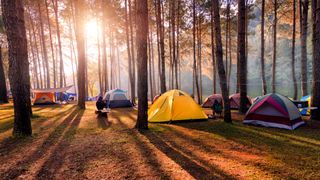 A group of various tents in a forest