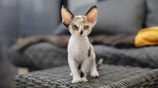 Devon Rex