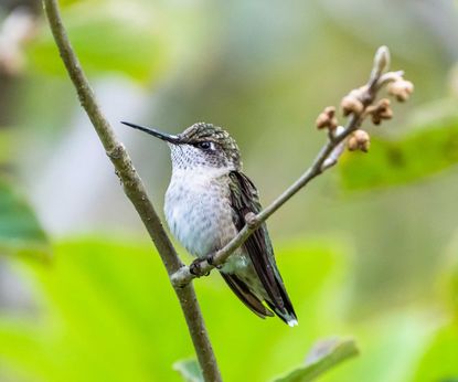 Hummingbird perches – how to offer them in your backyard | Homes & Gardens