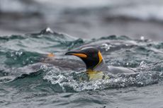 King Penguin swimming