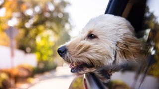 Dog with head out car window