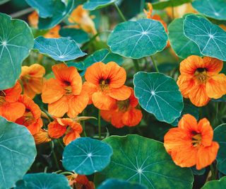 nasturtiums in flower