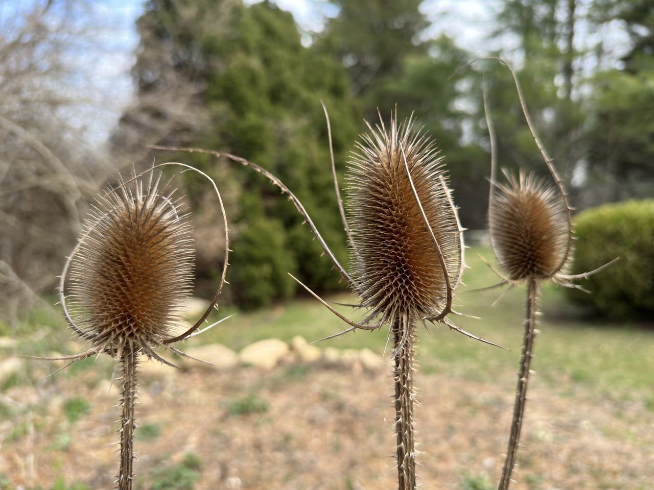 Flowers photographed with our four best camera phones