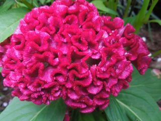 Red Cockscomb