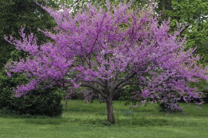 Large Purple Flowered Tree