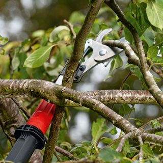 Bosch AdvancedPrune cutting tree branches