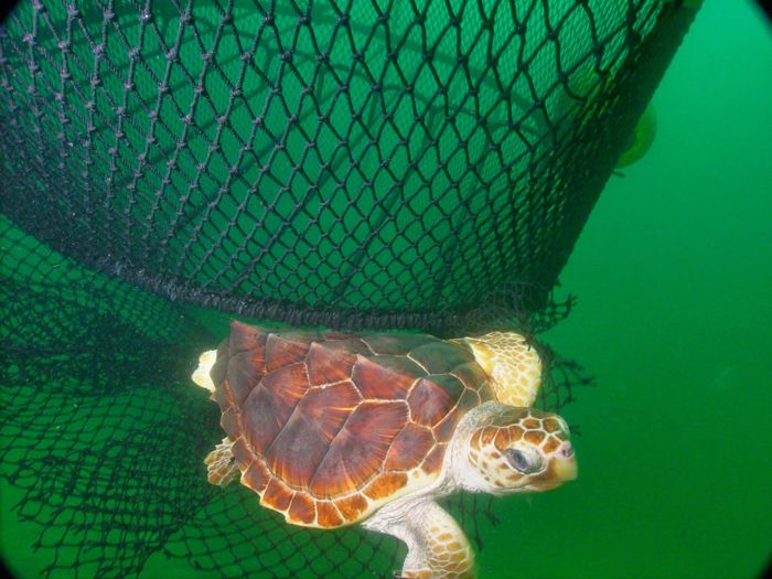 Baby sea turtle escapes, sea turtles