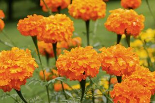 how to grow marigolds: African marigolds like a sunny position