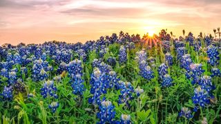 Bluebonnets in a field in Texas with the sun setting in the background